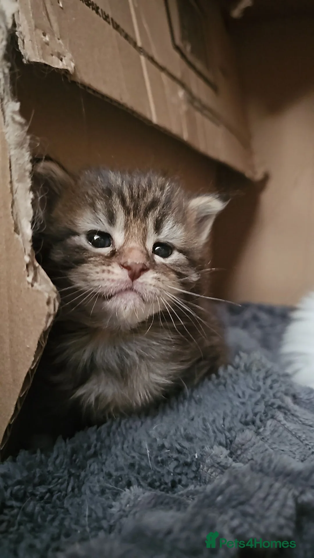 Mixed Breed cats for sale: Maine coon x kittens - Advert 2