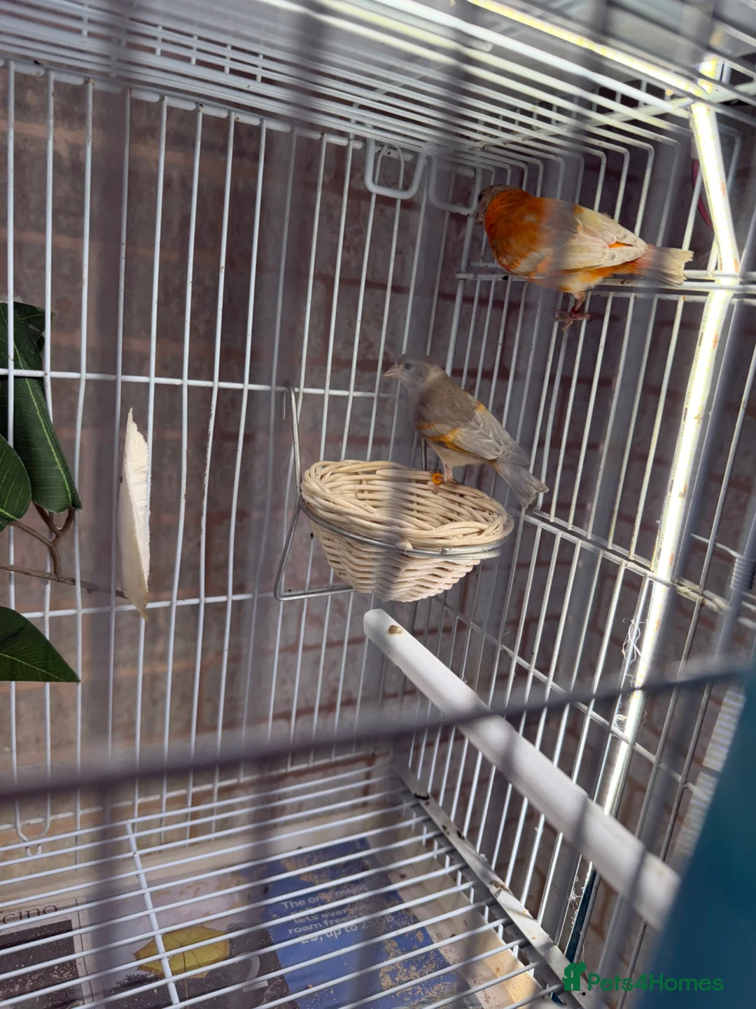 Finches birds for sale: Siskin  in London - Advert 1