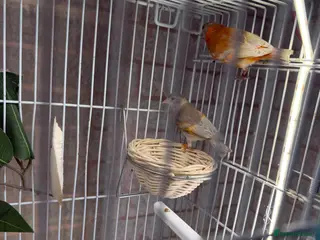 Finches birds Siskin - Advert 11