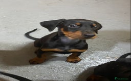 Dobermann dogs for sale: Doberman Puppies - Image 4