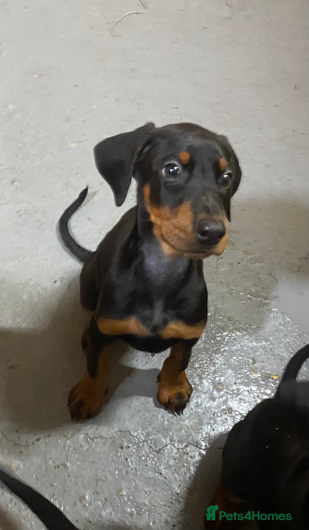Dobermann dogs for sale: Doberman Puppies - Image 4