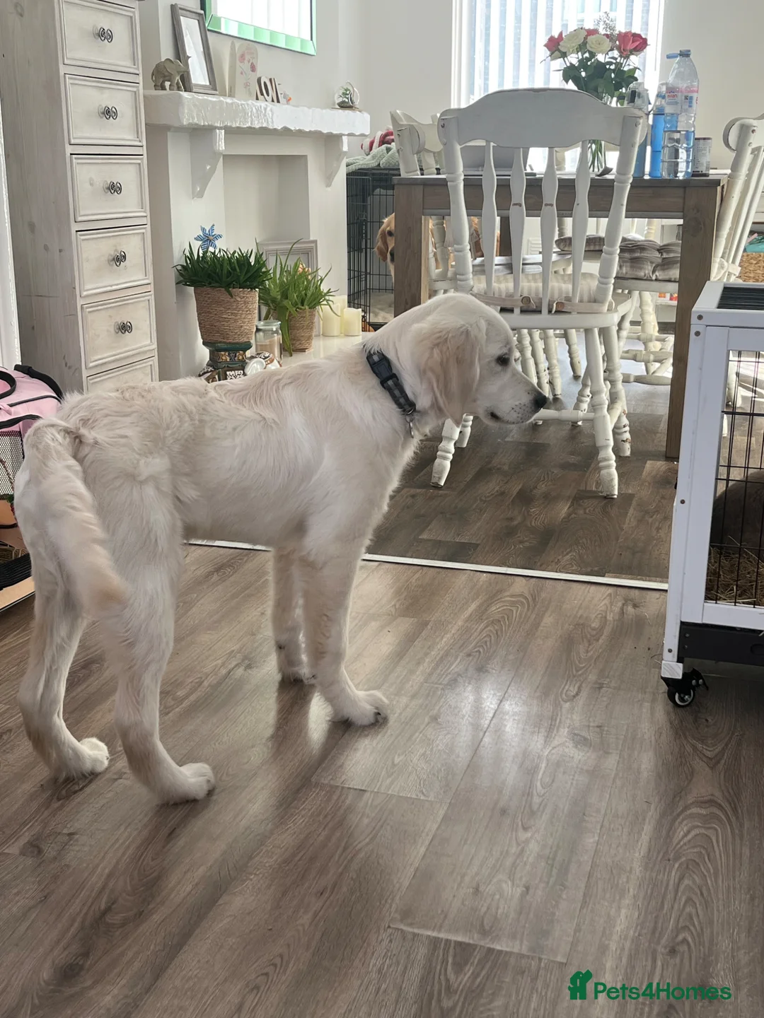 Golden Retriever dogs for adoption: 8 month male golden retriever  in Wallasey - Advert 2