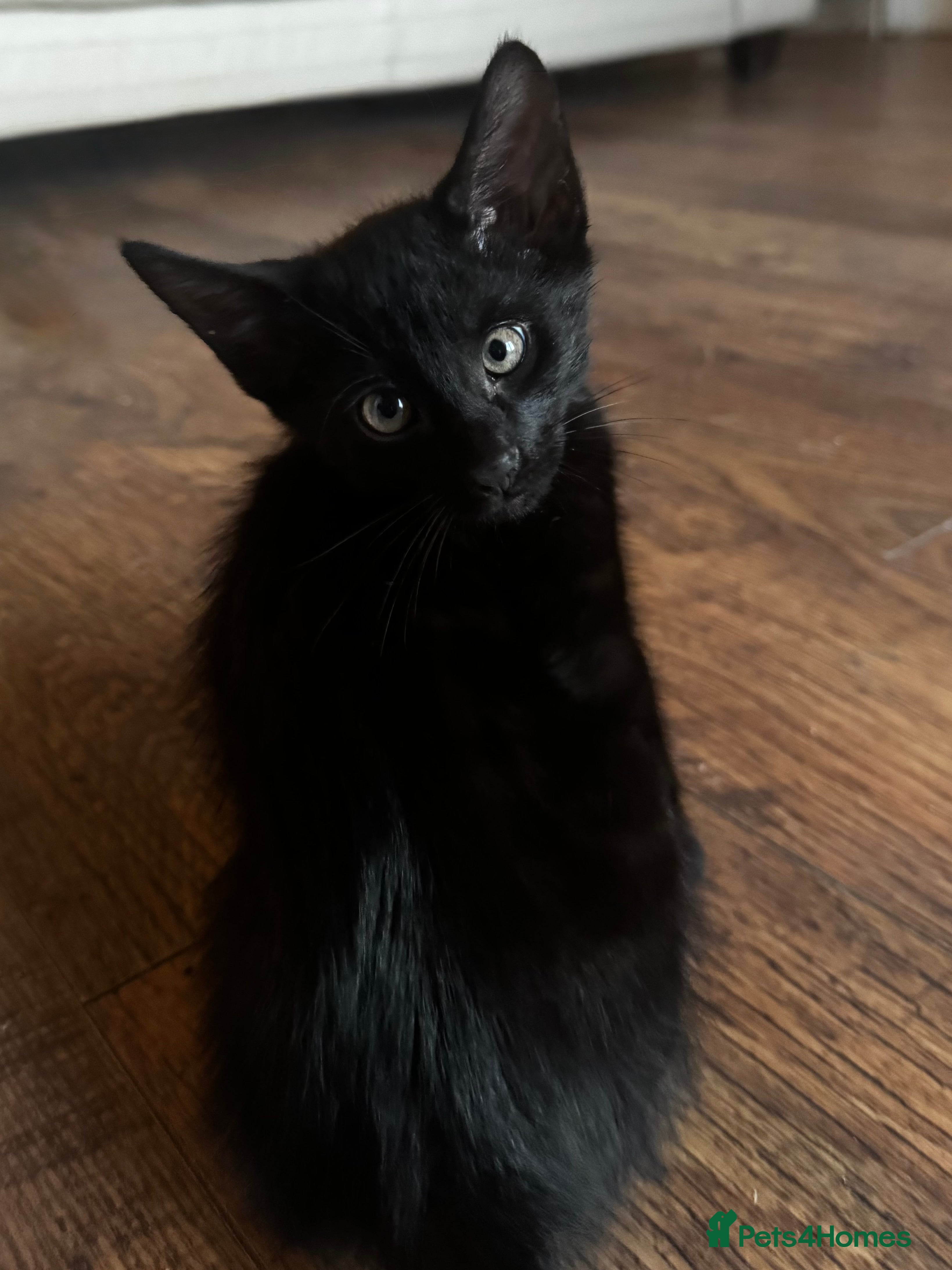 Mixed Breed cats Gorgeous black male kitten 🐈‍⬛  - Advert 4