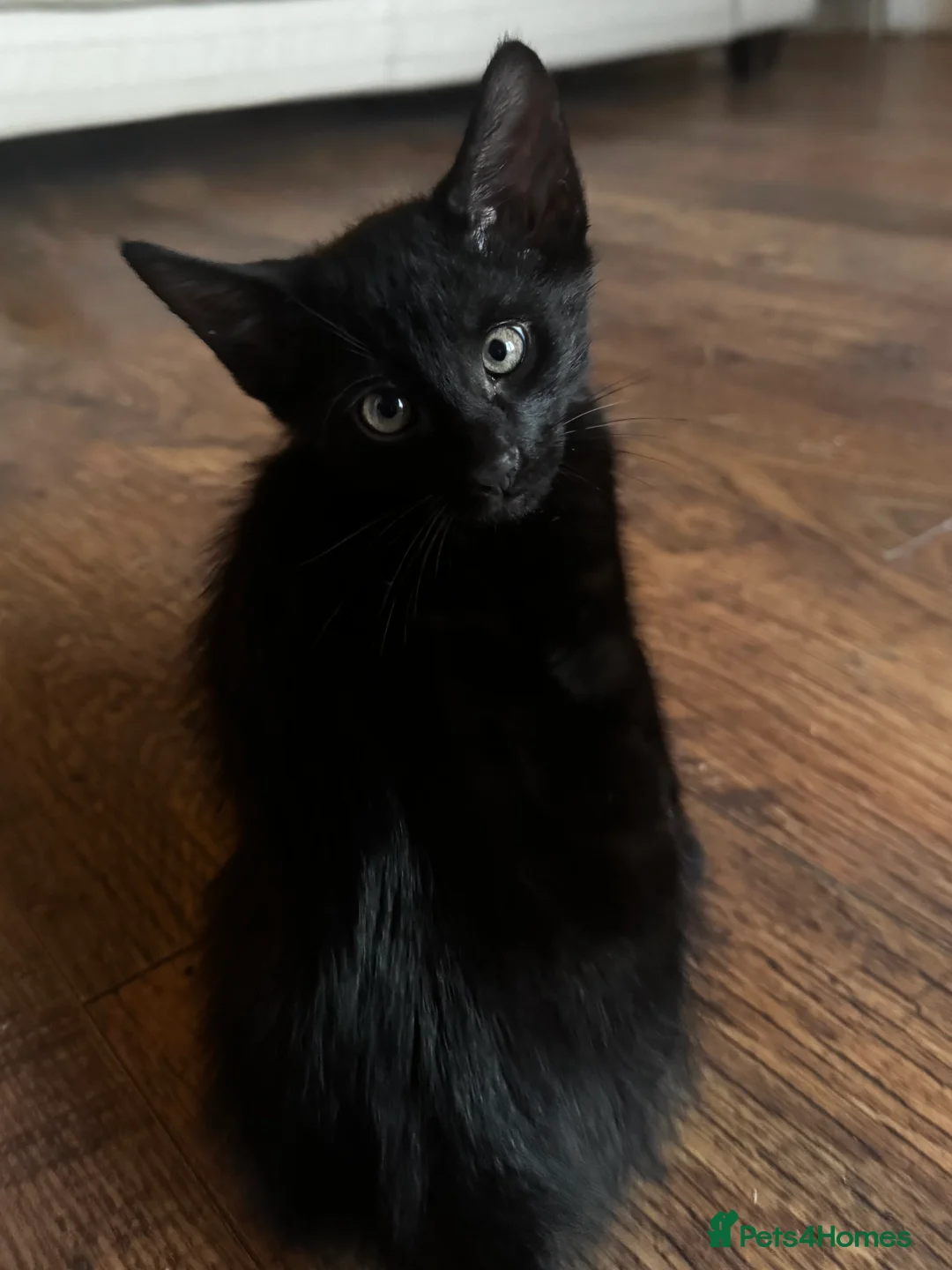 Mixed Breed cats for sale: Gorgeous black male kitten 🐈‍⬛  - Advert 1