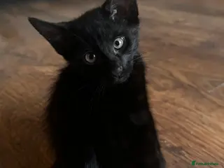 Mixed Breed cats Gorgeous black male kitten 🐈⬛ - Advert 4