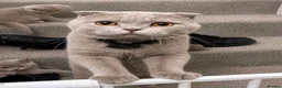 Scottish Fold cats for sale: Adorable Scottish Fold & Scottish Straight Kittens - Advert 2