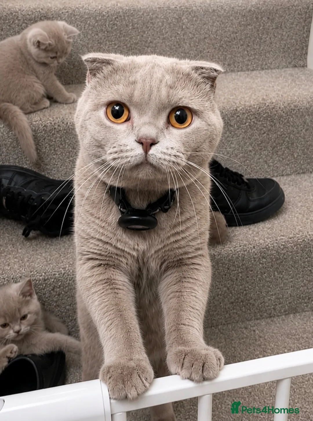 Scottish Fold cats for sale: Adorable Scottish Fold & Scottish Straight Kittens - Advert 2