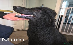 Standard Poodle dogs for sale: Standard Poodle Puppies READY TO LEAVE NOW  - Image 20
