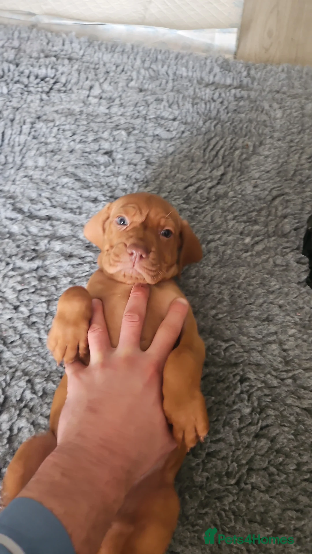 Hungarian Vizsla dogs for sale: 🏆🇭🇺 KC Registered fully trained HungarianVizsla - Advert 20