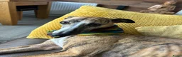 Whippet dogs for sale: Mica - 3yr old Whippet (girl) - Advert 2