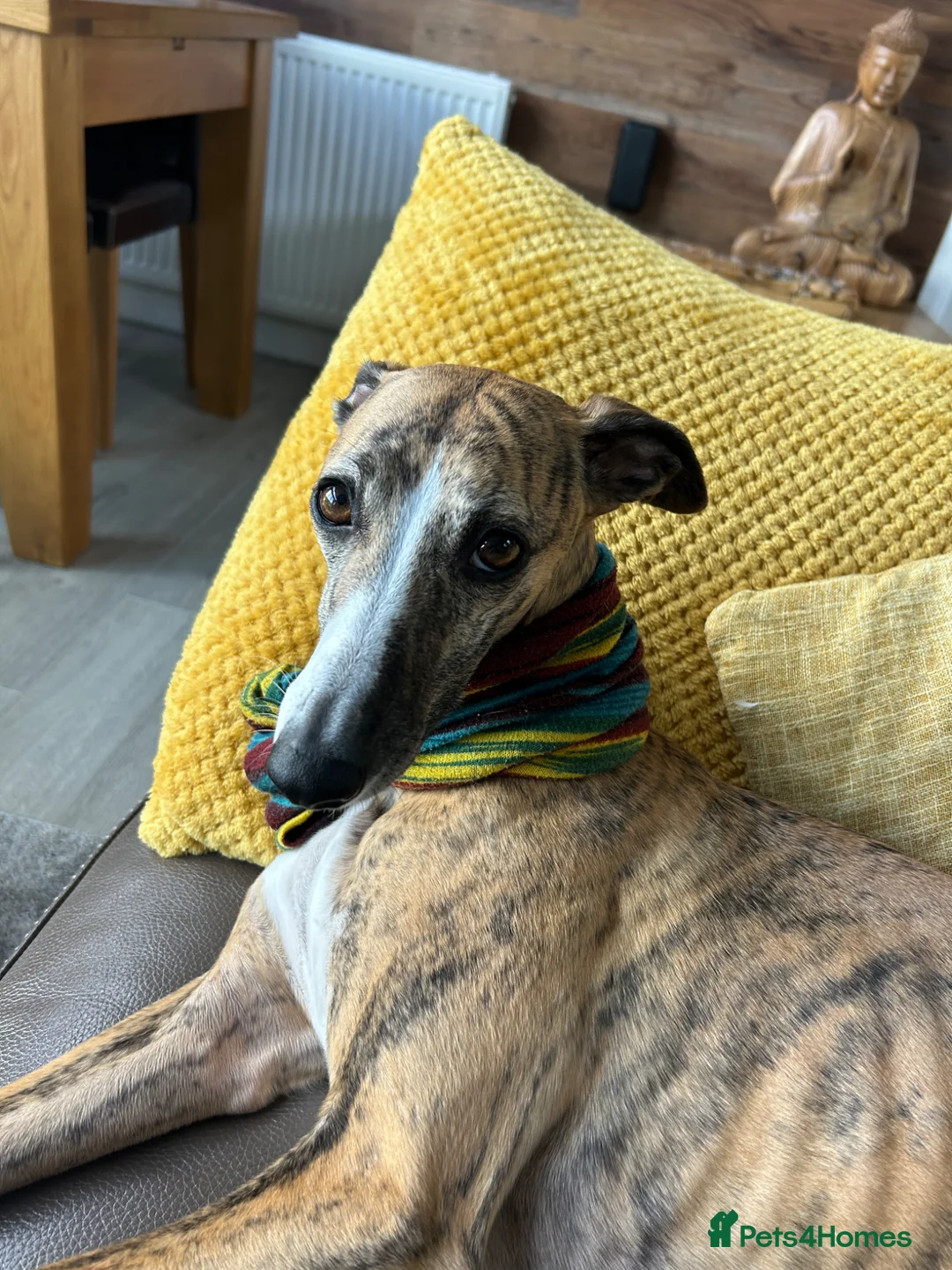 Whippet dogs for sale: Mica - 3yr old Whippet (girl) - Advert 2