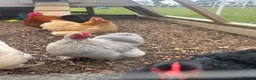 Chickens poultry for sale: Pekin bantams  in Deal - Advert 1