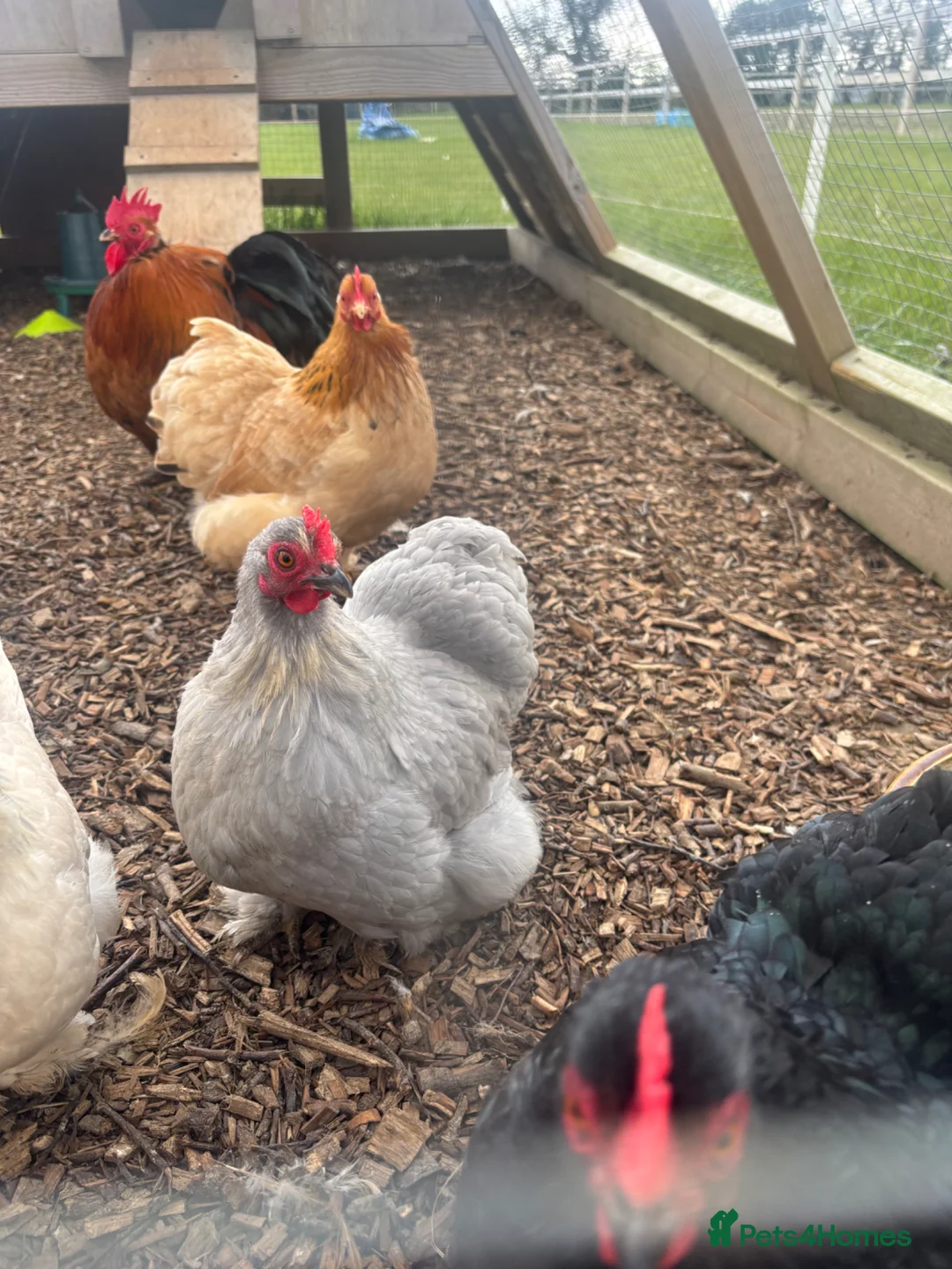 Chickens poultry for sale: Pekin bantams  in Deal - Advert 1