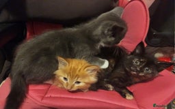 Mixed Breed cats for sale: Gorgeous Kittens  - Image 9