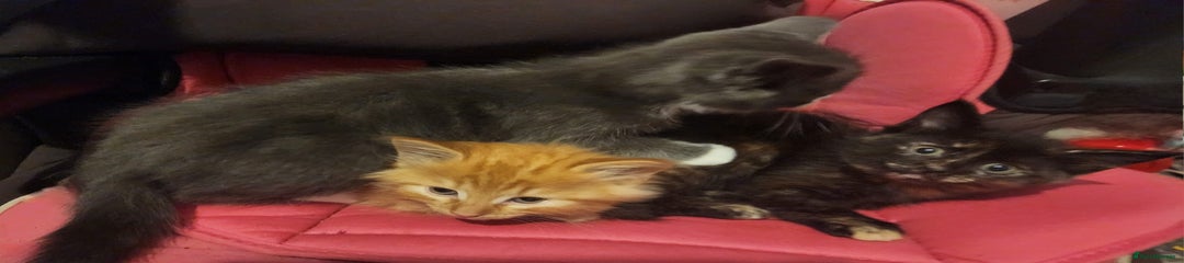Mixed Breed Kitten 3