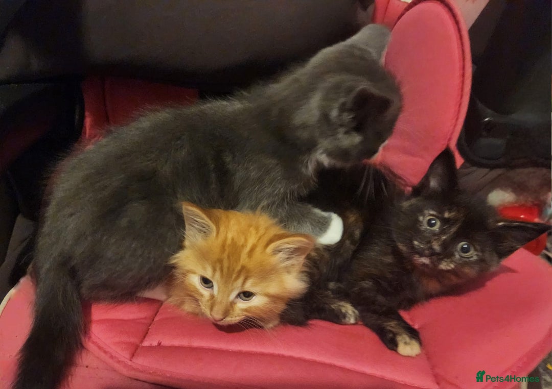 Mixed Breed cats for sale: Gorgeous Kittens  - Image 9