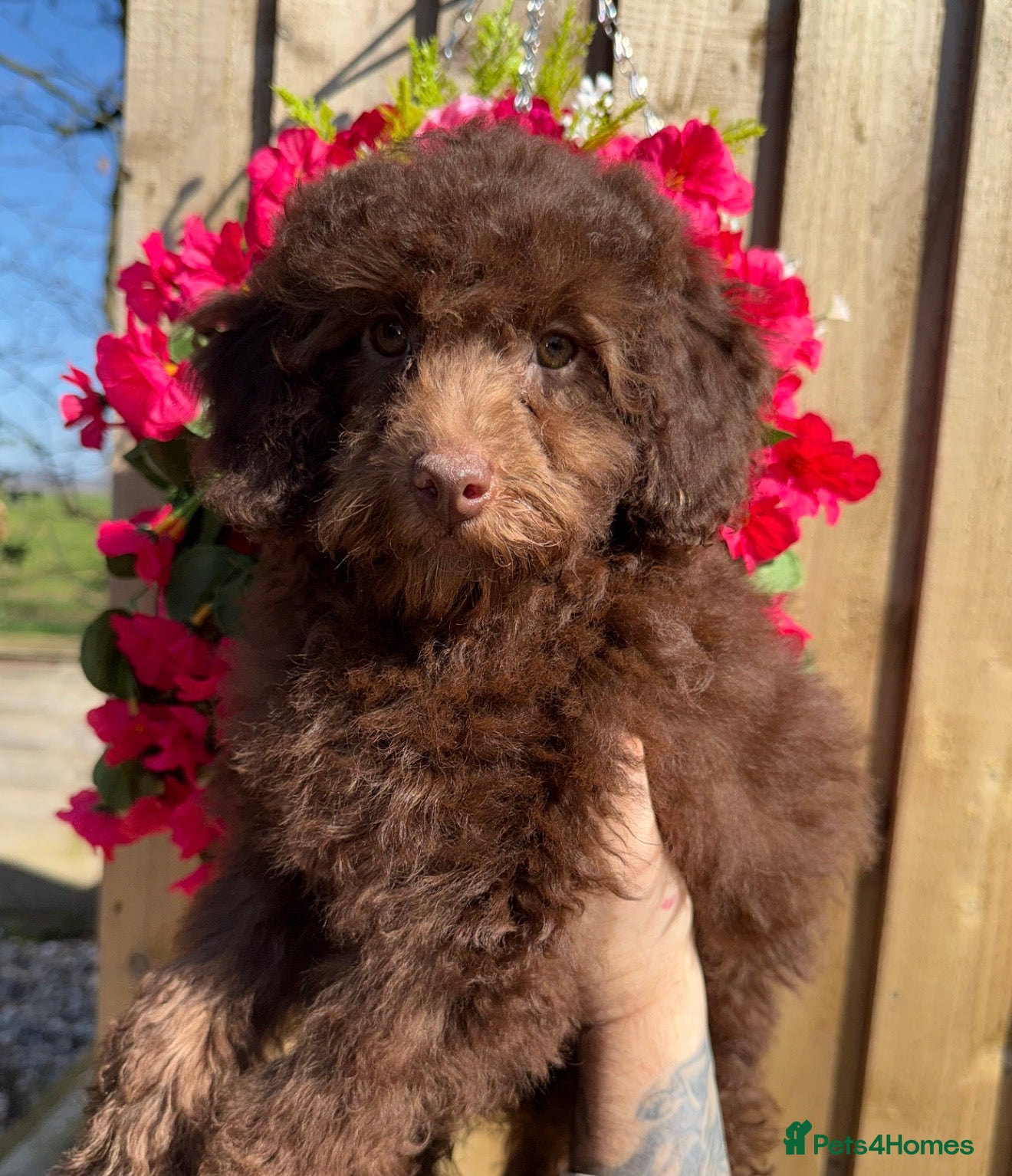 Miniature Poodle dogs 🩷💜Stunning Chocolate Mini Poodle Girls💛💜 - Advert 7