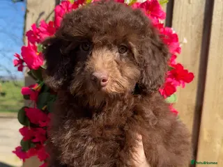 Miniature Poodle dogs 🩷💜Stunning Chocolate Mini Poodle Girls💛💜 - Advert 7
