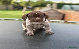 German Shorthaired Pointer dogs for sale: German shorthaired pointer x Vizsla puppies in Northallerton - Image 11