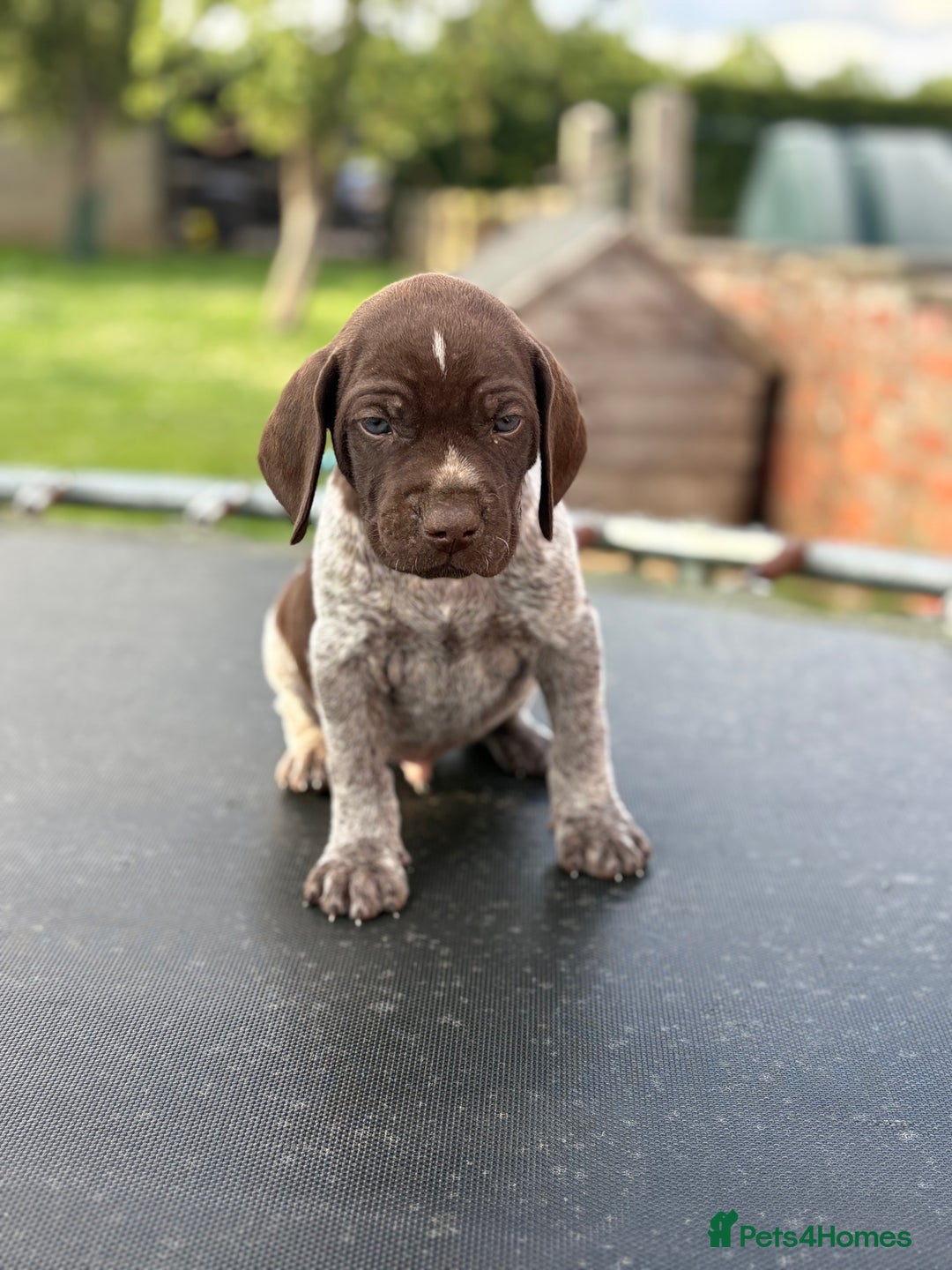 German Shorthaired Pointer dogs for sale: German shorthaired pointer x Vizsla puppies in Northallerton - Image 11