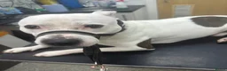 Staffordshire Bull Terrier dogs for sale: Staffy male for sale  - Advert 6