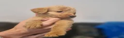 Labradoodle dogs for sale: Labradoodles  - Advert 14