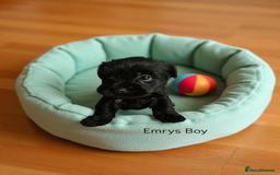 Yorkshire Terrier dogs for sale: Yorkshire Terrier Puppies Ready Now - Image 19