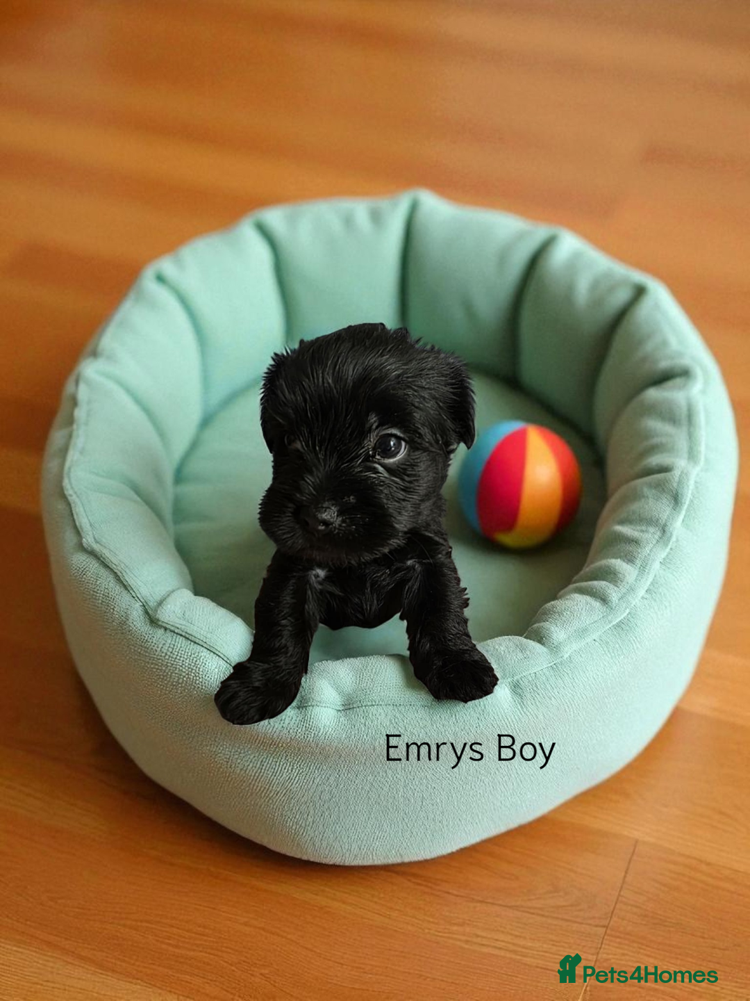 Yorkshire Terrier dogs for sale: Yorkshire Terrier Puppies Ready Now - Image 19