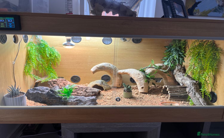 Bearded Dragon reptiles - Advert 8