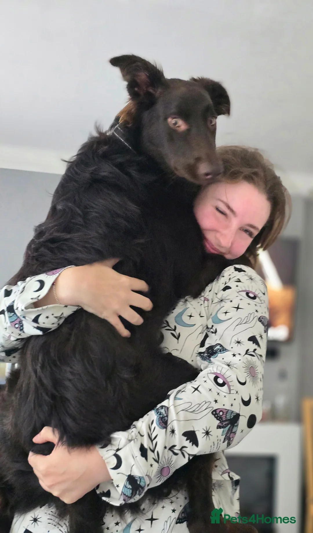 Australian Kelpie dogs for sale: 10 month Old Australian Kelpie (Deep Red/Brown) - Advert 9