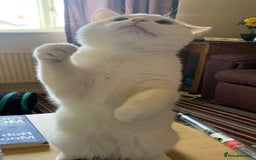 British Shorthair cats for sale: AVAILABLE 2 Beautifulbou kittens identical twins  - Image 18