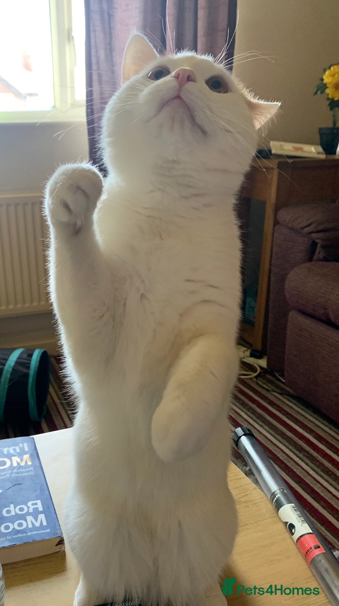 British Shorthair cats for sale: AVAILABLE 2 Beautifulbou kittens identical twins  - Image 18
