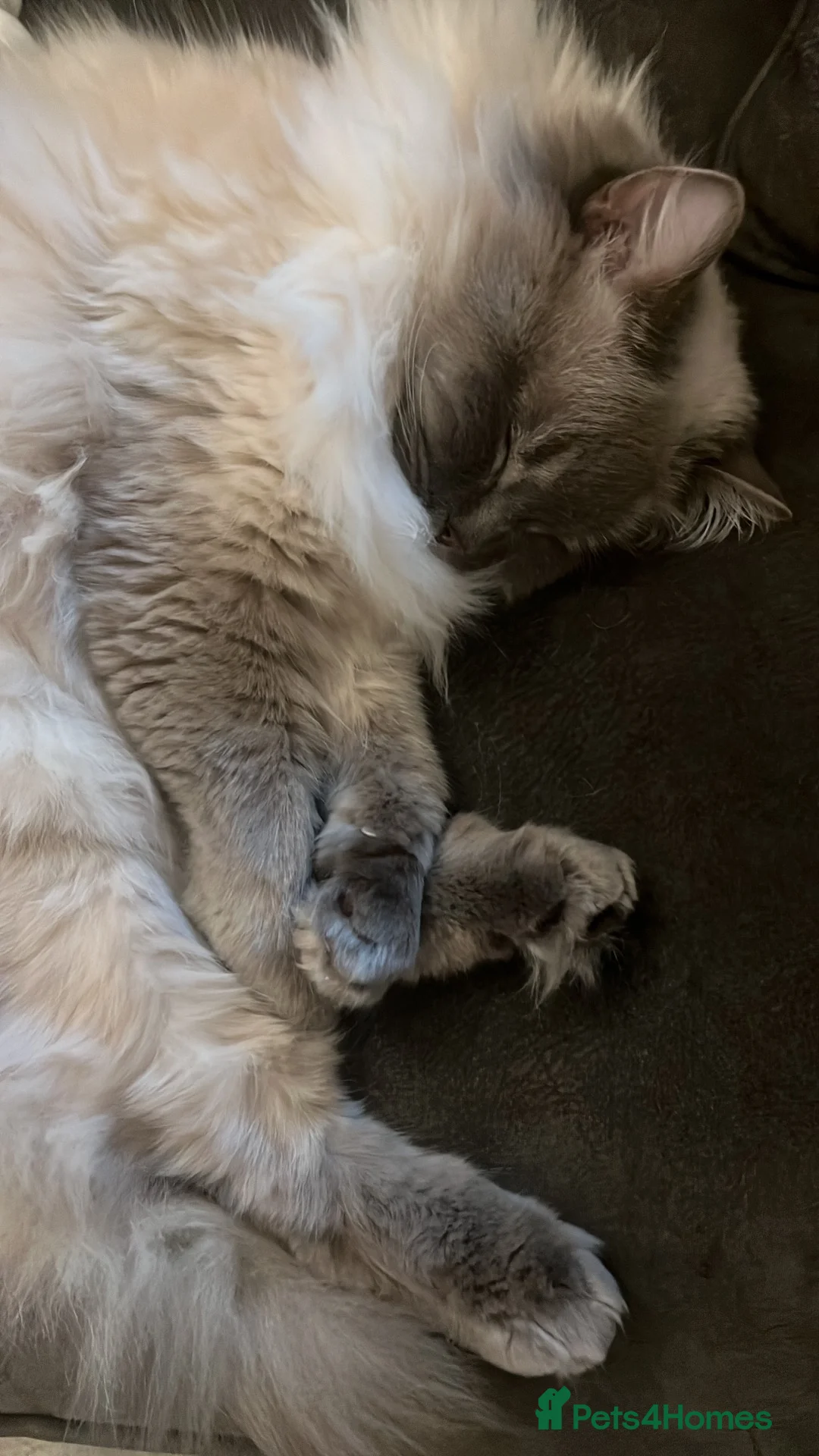 Ragdoll cats for sale: Male Ragdoll cat  in Nuneaton - Advert 5