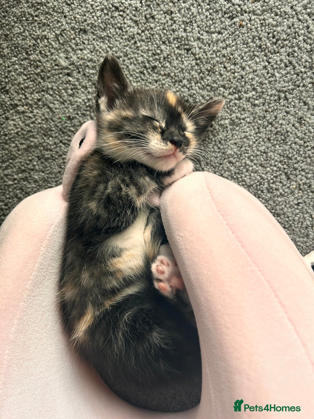 Domestic Shorthair cats for sale: Two kittens  - Image 2