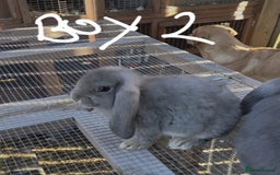French Lop rabbits for sale: French lop babies - Image 2