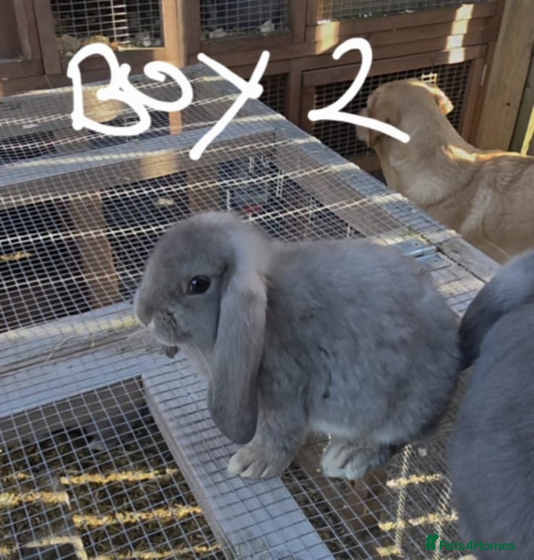 French Lop rabbits for sale: French lop babies - Image 2