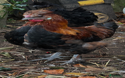 Chickens poultry for sale: Handsome boy - Image 6