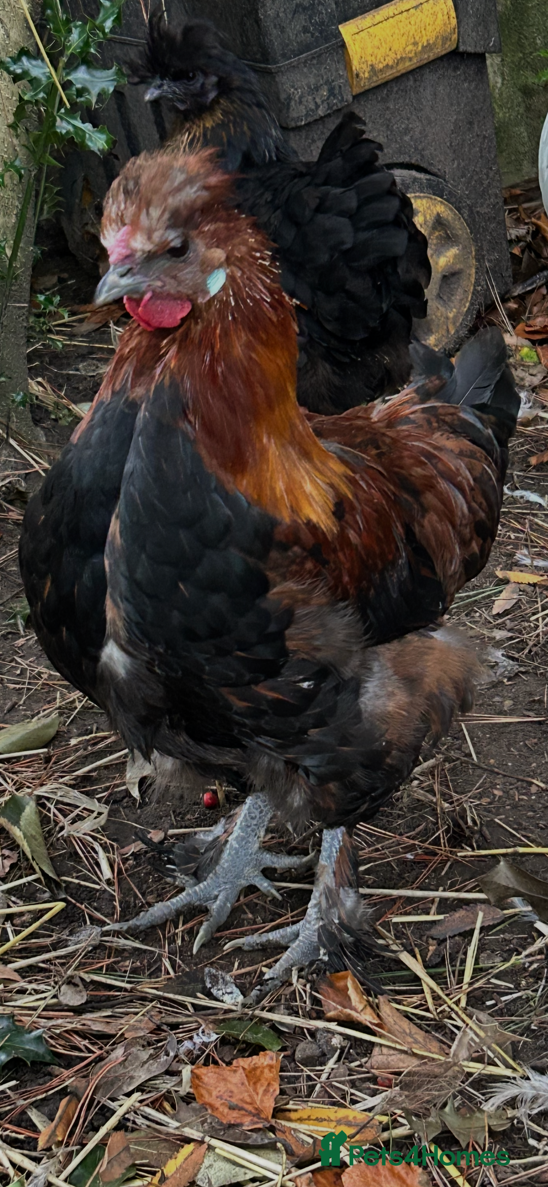 Chickens poultry for sale: Handsome boy - Image 6
