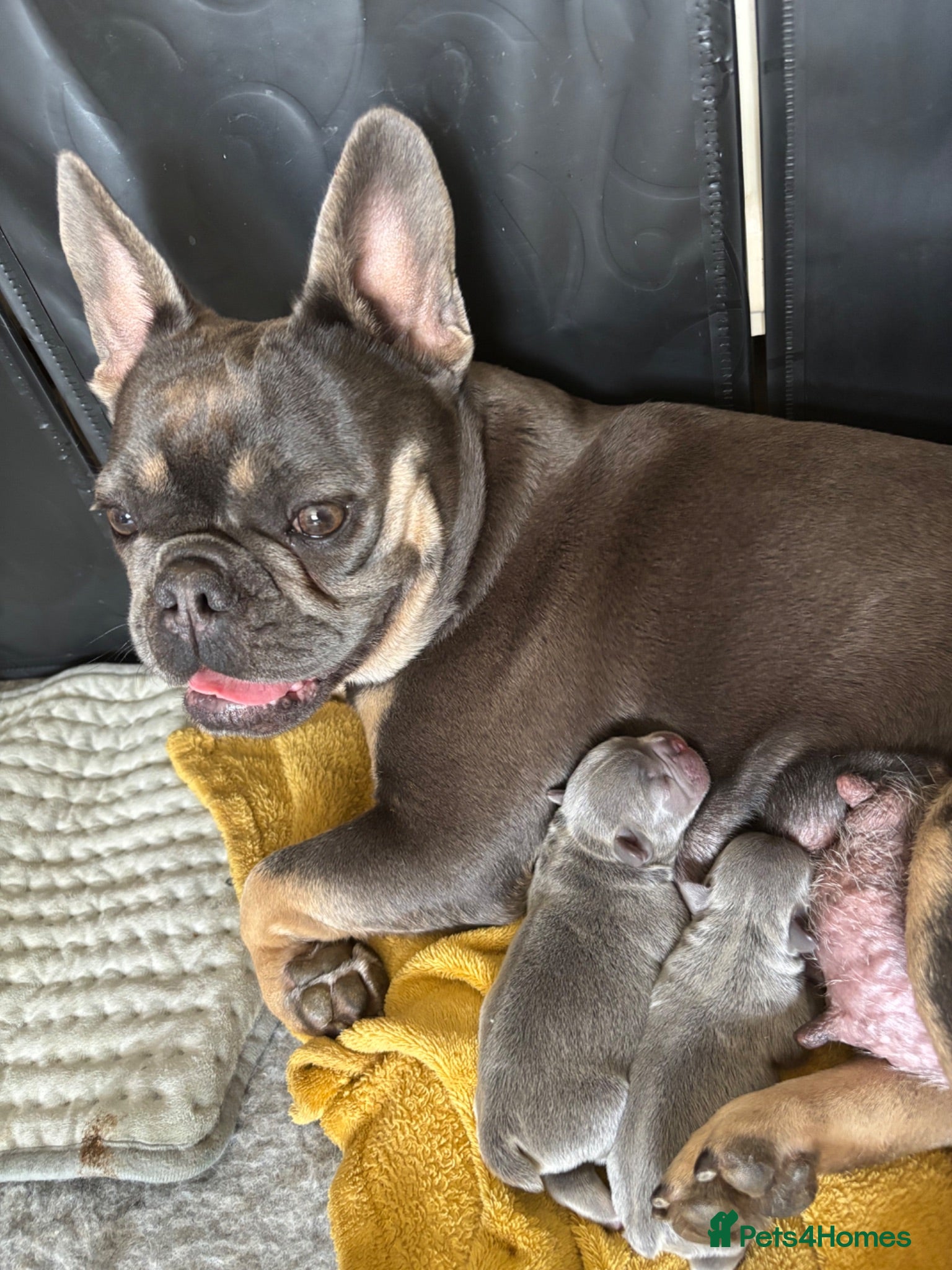 French Bulldog dogs French bulldog puppies for sale - Advert 2