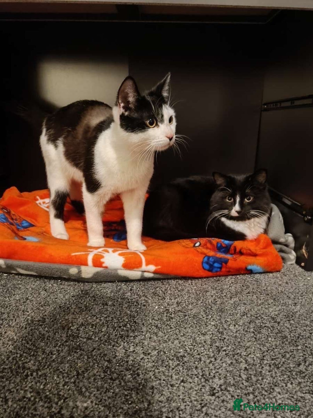 Mixed Breed cats for sale: Free to a good home - Advert 1