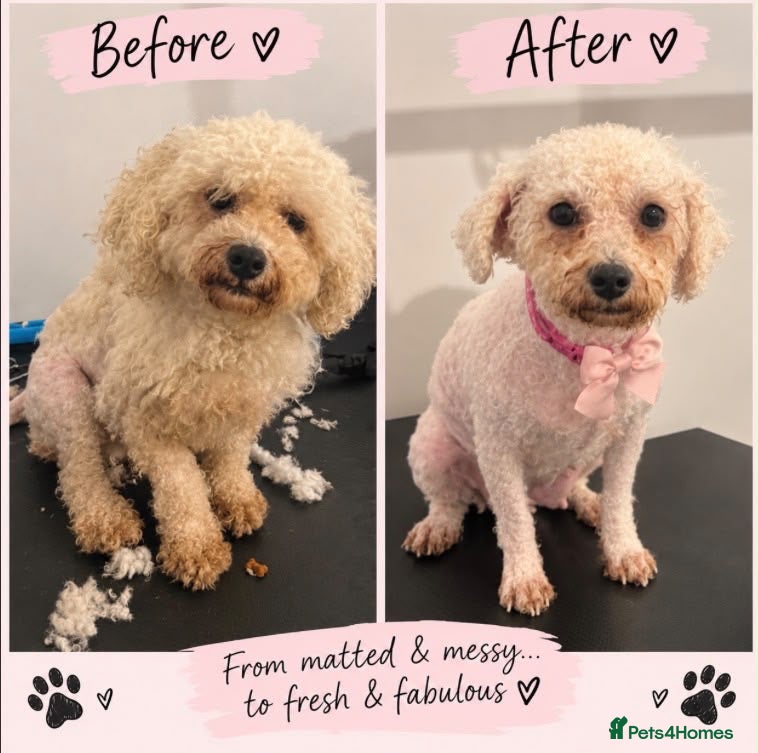 Bichon Frise dogs Precious - Advert 4