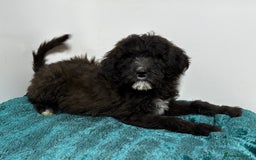 Mixed Breed dogs for sale: f1 St Berdoodle Pups - Image 19