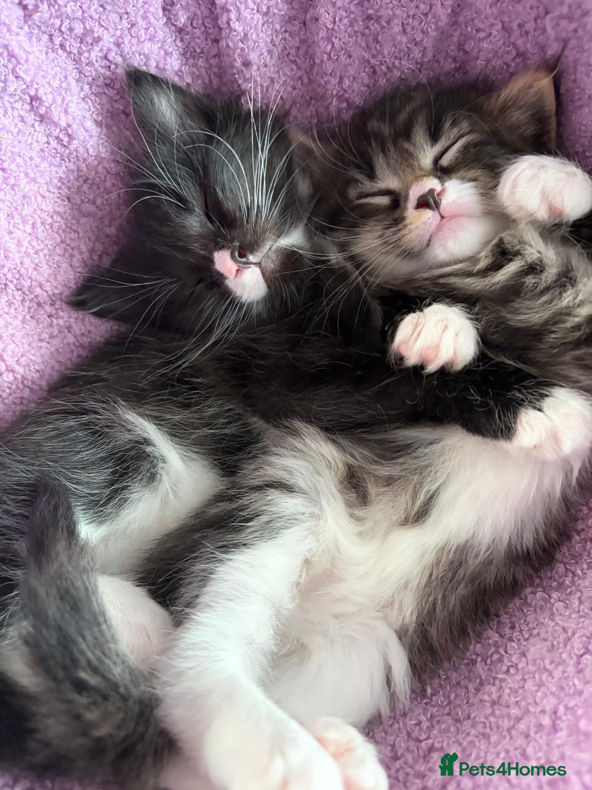 Maine Coon cats 3/4 Maine Coon kittens  - Advert 9