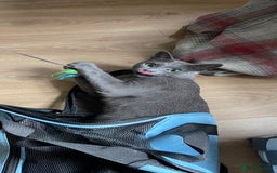 Russian Blue cats for sale: Pure Russian Blue Kittens  - Image 7