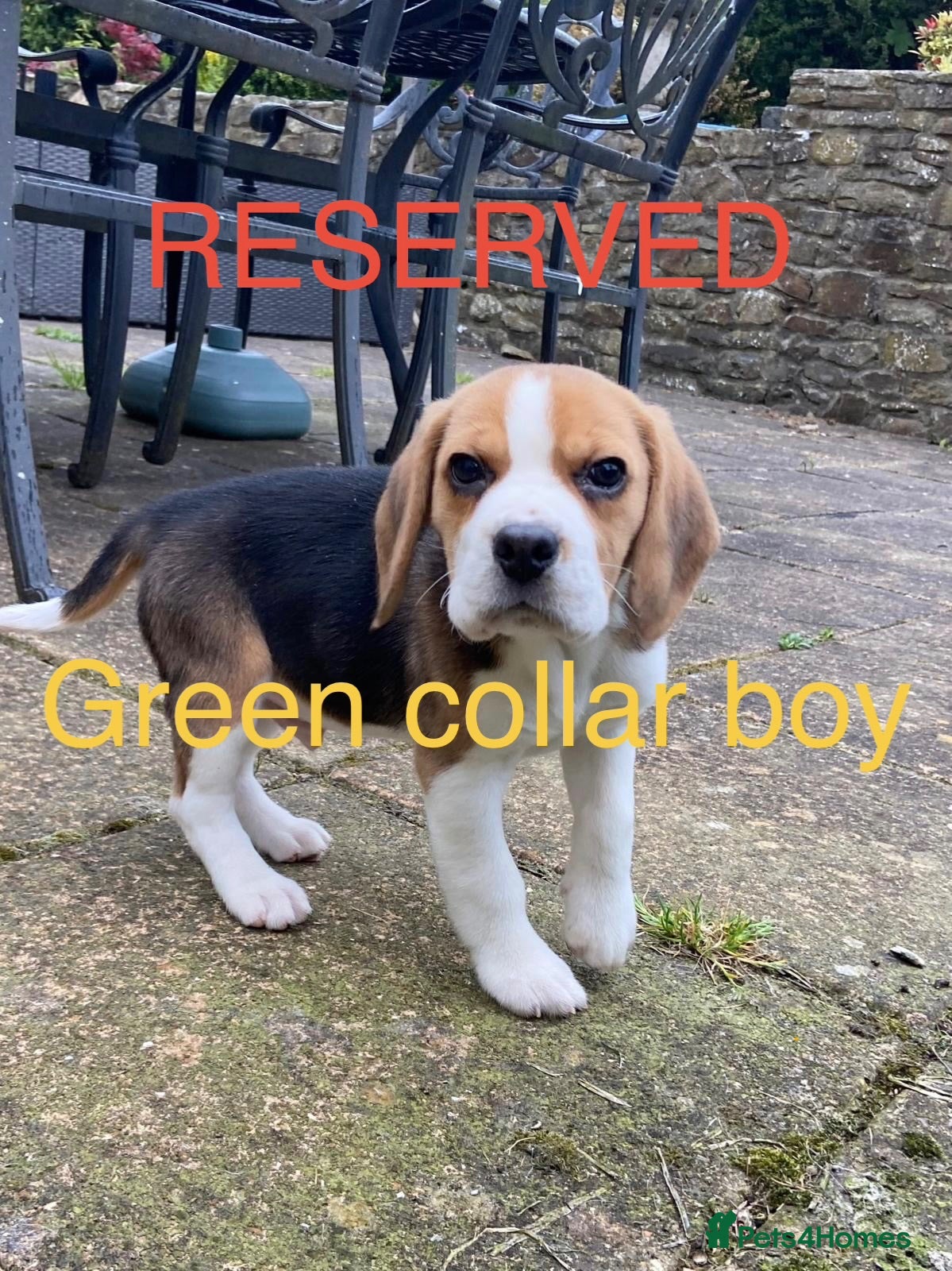 Beagle dogs Beautiful Beagle Puppies for sale - Advert 2