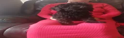 Cockapoo dogs for sale: Our Beautiful Cockapoo Puppys ❤️ - Advert 5