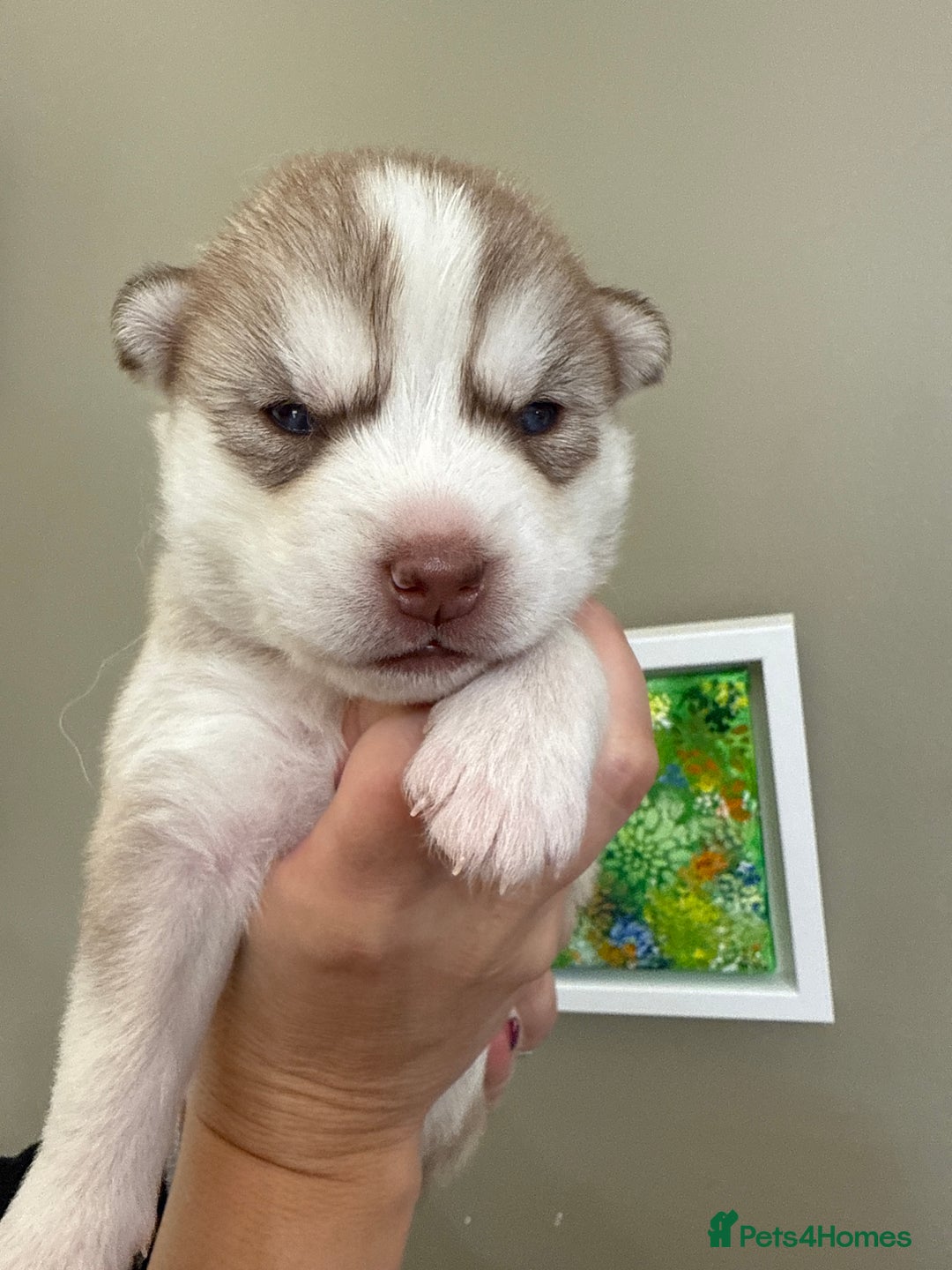 Siberian Husky dogs for sale: SIBERIAN HUSKY  - Image 8
