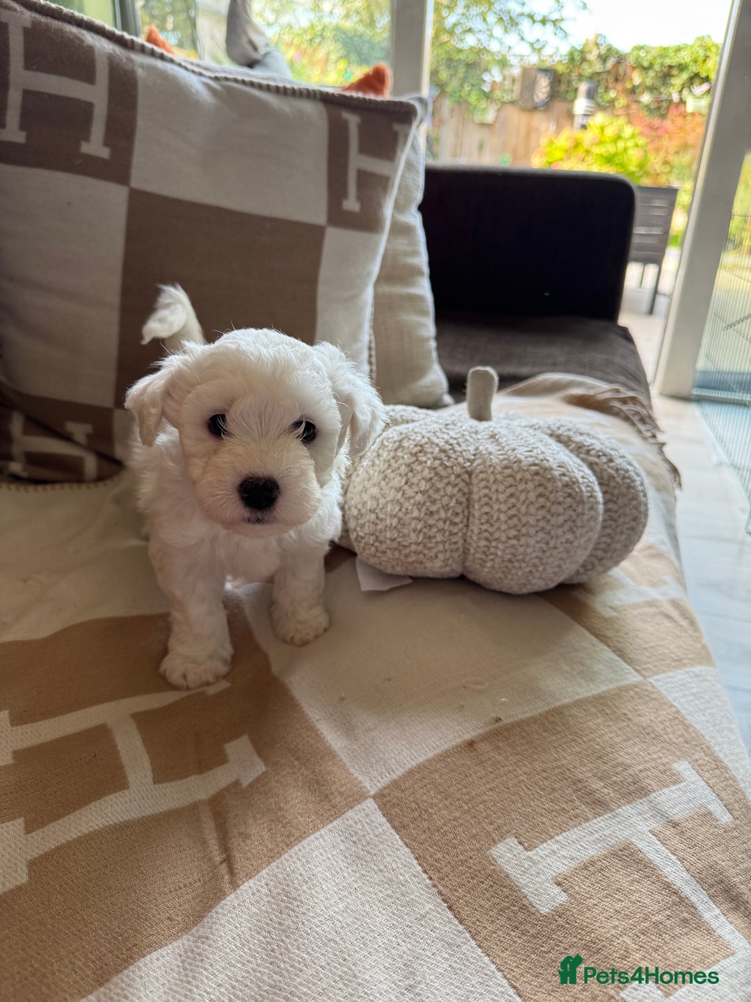 Maltipoo dogs for sale: Beautiful fluffy puppys - Image 4