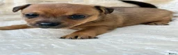 Mixed Breed dogs for sale: Stunning Jack Russell Pupps Merle, Chocolate & Red - Advert 15