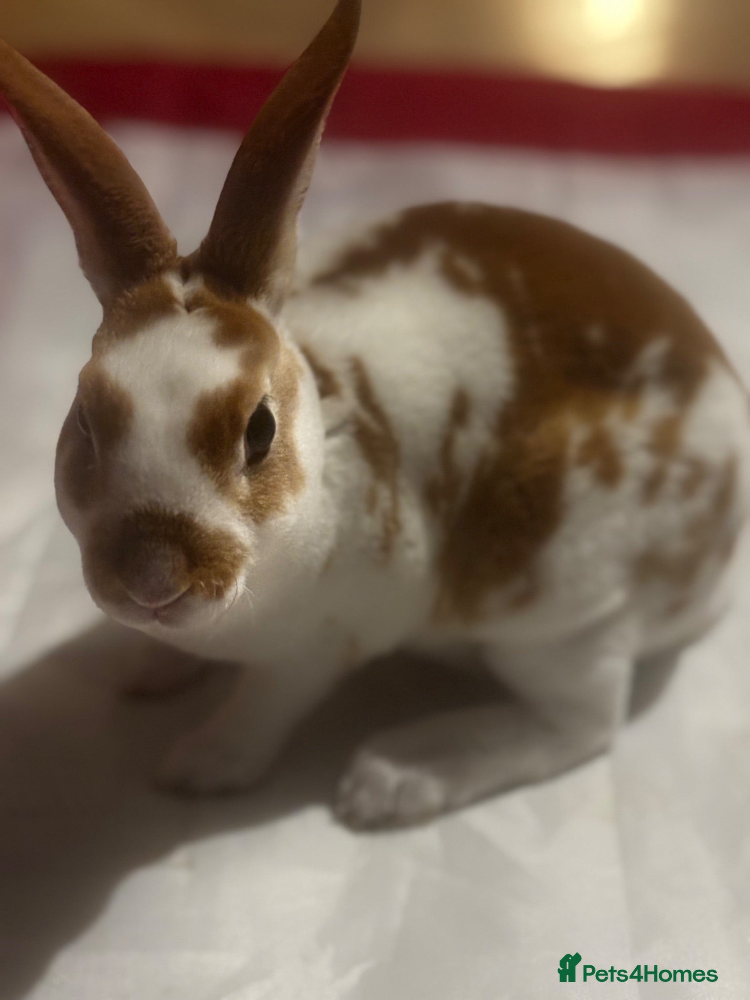 Rex rabbits Female Mini Rex  - Advert 3